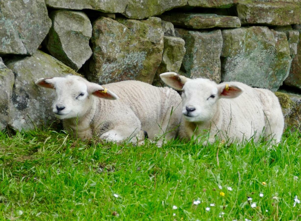 Heathergate Cottage Dartmoor Bnb Lydford Luaran gambar